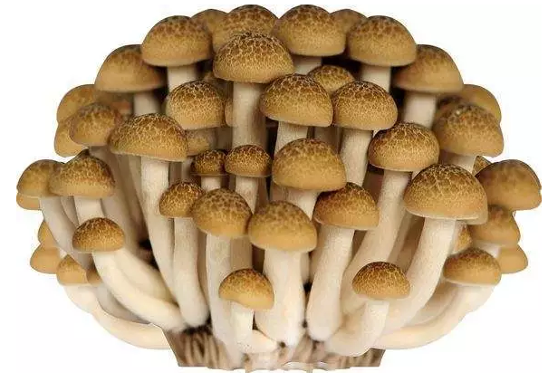 http://m.gdlzpf.cn/ewebeditor/uploadfile/20170914091421667001.png